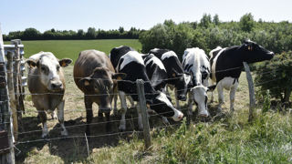 Avec l’instauration des aides bovines supérieures à l’UGB, l’élevage des bœufs à l’herbe de 3 ans, simple et économe, retrouve un vrai intérêt économique. Avec l’instauration des aides bovines supérieures à l’UGB, l’élevage des bœufs à l’herbe de 3 ans, simple et économe, retrouve un vrai intérêt économique.
